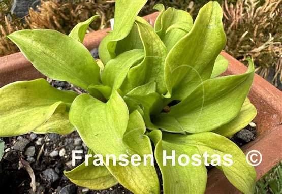 Hosta Gold Hearted Mouse